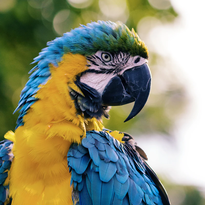 Bird Swing & Perch Kit β Pet Supplies at Peasley Store