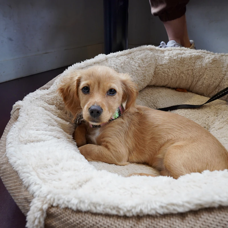 Cozy Donut Dog Bed β Pet Supplies at Peasley Store