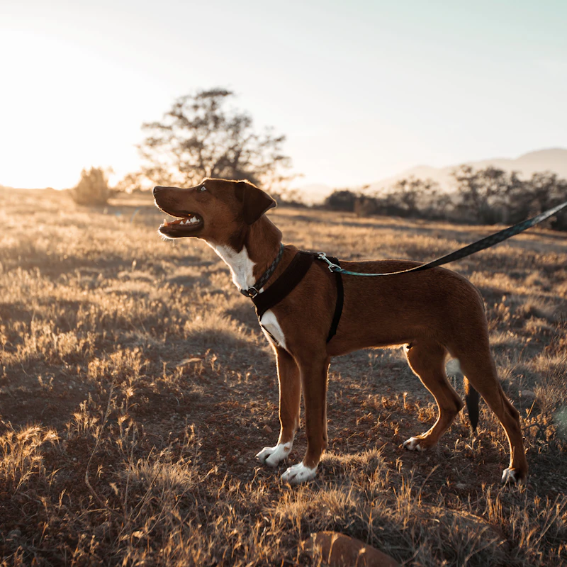 No-Pull Harness & Leash Set β Pet Supplies at Peasley Store