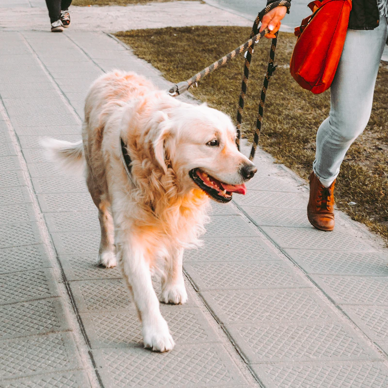 Reflective Dog Leash 6 ft — Pet Supplies at Peasley Store